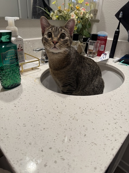 Entry image for Monty (AKA Professor X). Clicking this image will show a larger photo