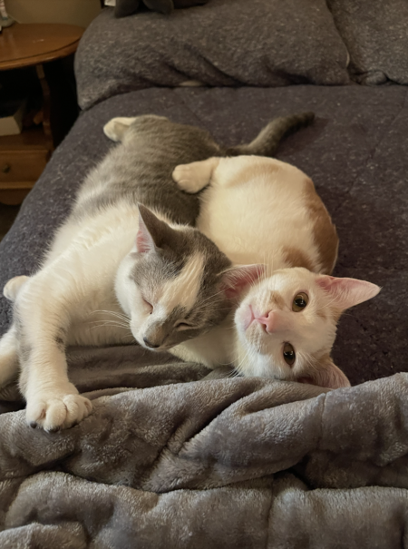 Entry image for Greg & Cheese. Clicking this image will show a larger photo