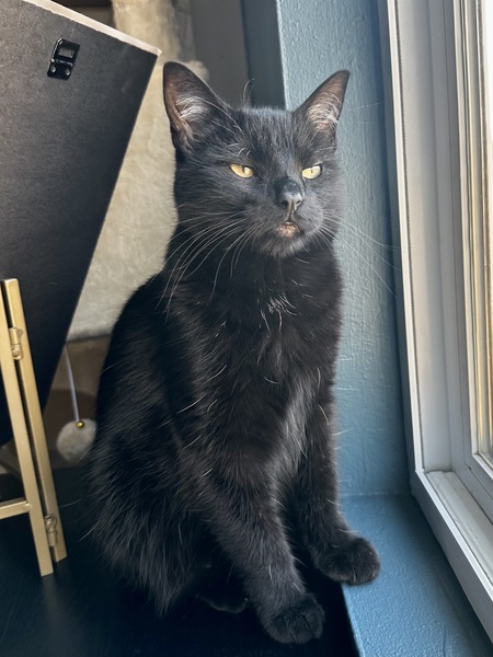 Entry image for Violet. Clicking this image will show a larger photo