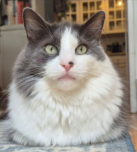 Entry image for Larry. Clicking this image will show a larger photo