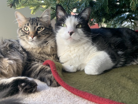 Entry image for Stella & Sugar. Clicking this image will show a larger photo