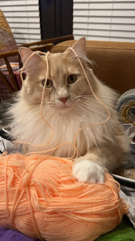 Entry image for Sulley. Clicking this image will show a larger photo