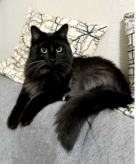 Entry image for Enzo, il Gatto Nero. Clicking this image will show a larger photo