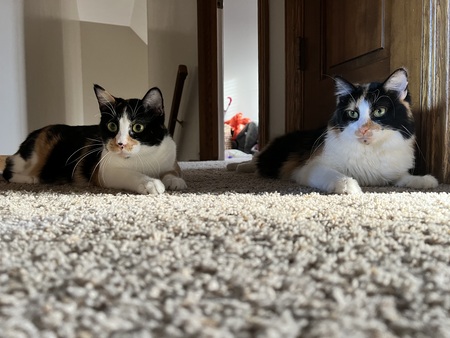 Entry image for Boo & Scout. Clicking this image will show a larger photo