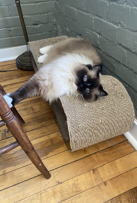 Entry image for Princess Buttercup. Clicking this image will show a larger photo