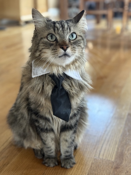 Entry image for Mr. Felix. Clicking this image will show a larger photo