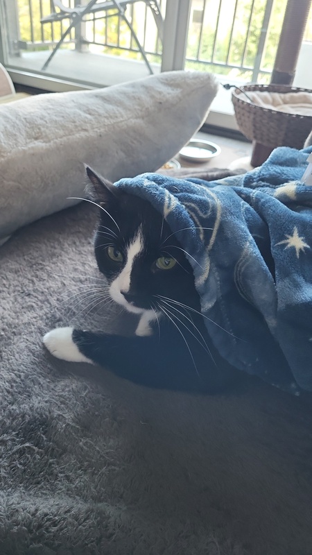 Entry image for Morry. Clicking this image will show a larger photo