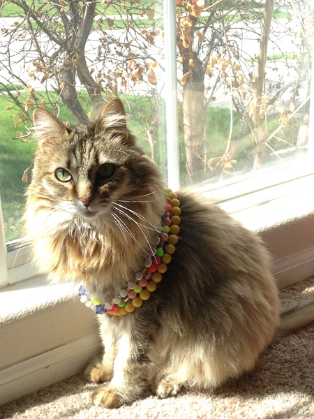 Entry image for Bella. Clicking this image will show a larger photo