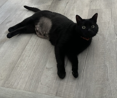 Entry image for Big Joe. Clicking this image will show a larger photo