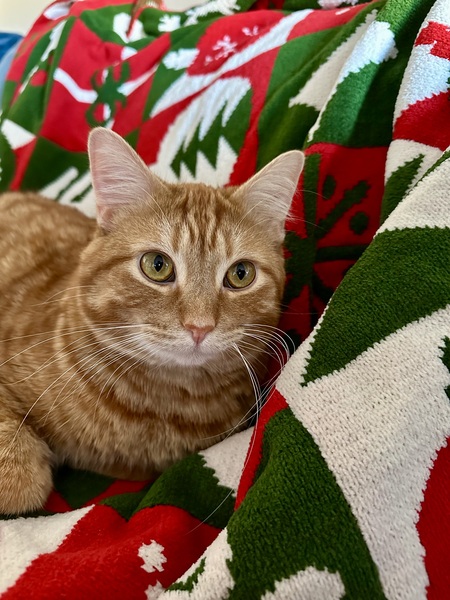 Entry image for Cheese. Clicking this image will show a larger photo