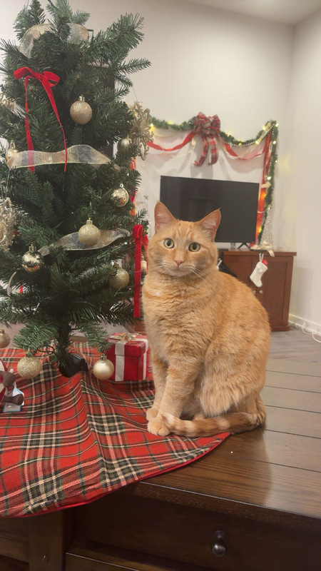 Entry image for Scooter. Clicking this image will show a larger photo