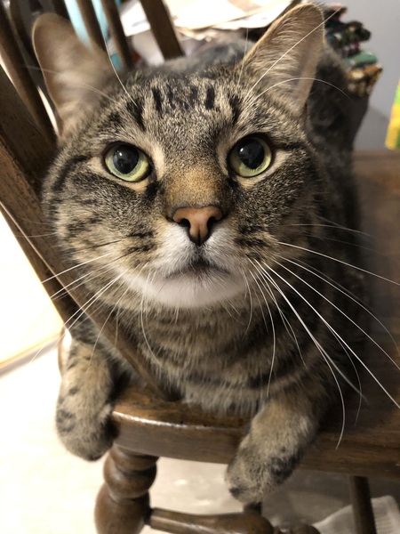 Entry image for Sebastian. Clicking this image will show a larger photo