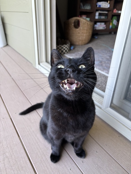 Entry image for Mister. Clicking this image will show a larger photo