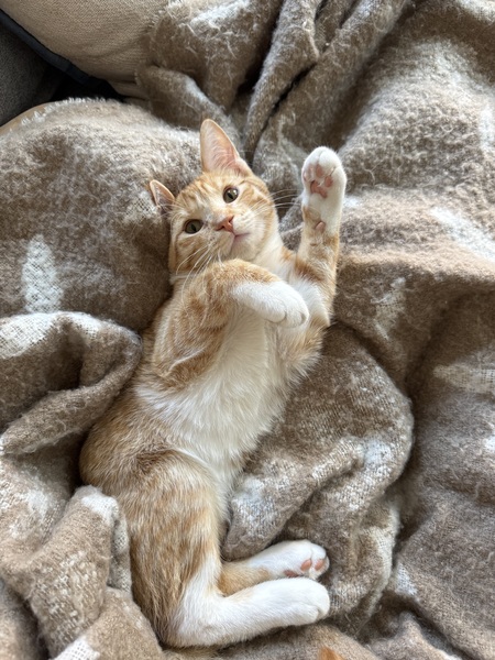 Entry image for Alexander. Clicking this image will show a larger photo