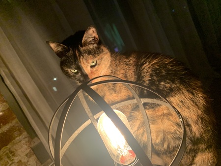 Entry image for Pfeiffer. Clicking this image will show a larger photo