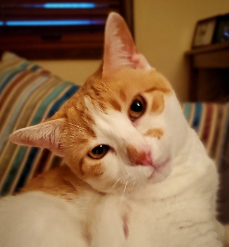 Entry image for Ginny . Clicking this image will show a larger photo