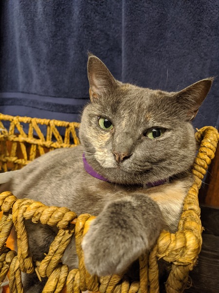 Entry image for Pinkie. Clicking this image will show a larger photo