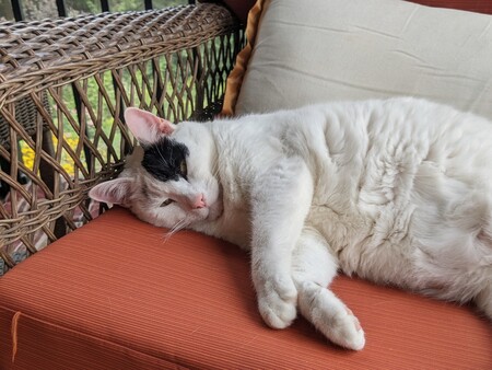 Entry image for Manfred. Clicking this image will show a larger photo