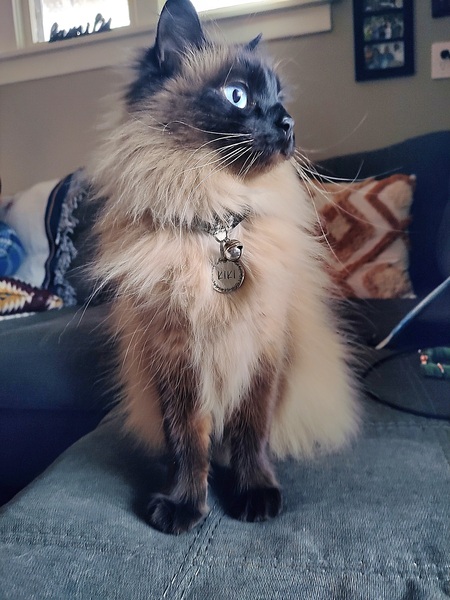 Entry image for Kiki. Clicking this image will show a larger photo