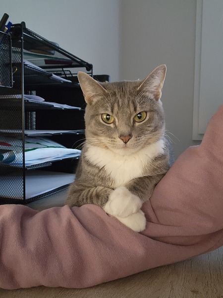 Entry image for Pepper. Clicking this image will show a larger photo