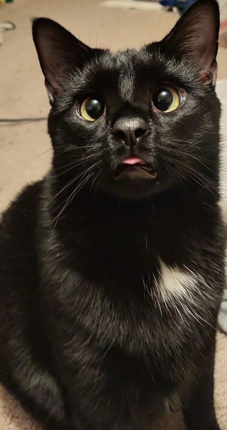 Entry image for Spacey . Clicking this image will show a larger photo