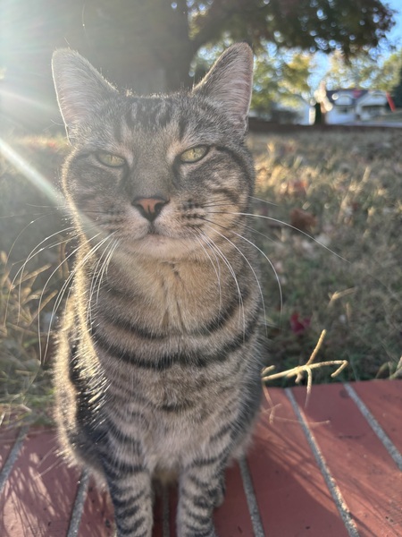 Entry image for Jax. Clicking this image will show a larger photo