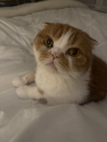 Entry image for Toffee. Clicking this image will show a larger photo