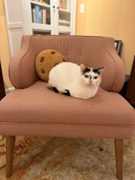 Entry image for Cookie. Clicking this image will show a larger photo