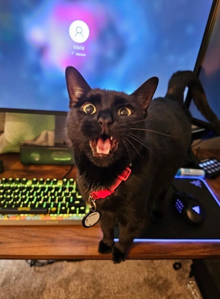 Entry image for Kiki. Clicking this image will show a larger photo