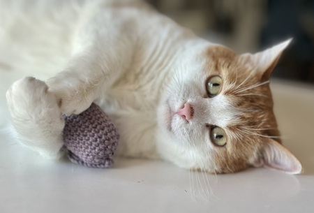 Entry image for Norman. Clicking this image will show a larger photo