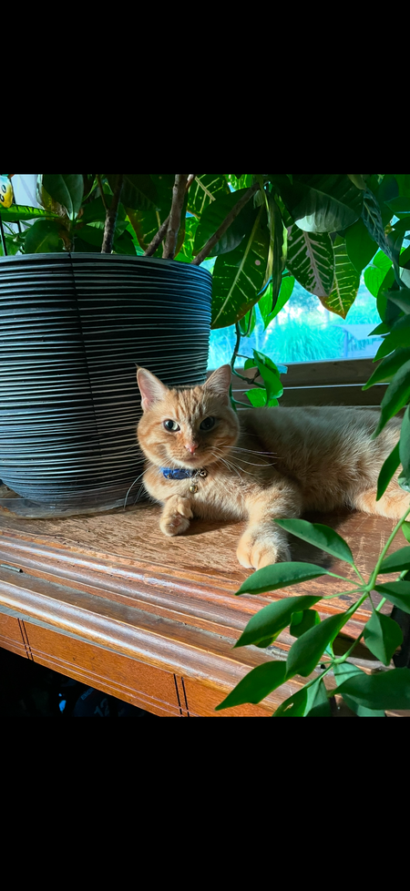 Entry image for Ginger . Clicking this image will show a larger photo