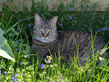 Entry image for Fred Adam Alan Haeder. Clicking this image will show a larger photo