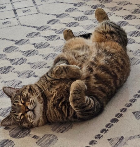 Entry image for Gunner. Clicking this image will show a larger photo