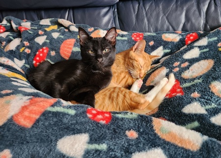 Entry image for Bosco & Flopsie. Clicking this image will show a larger photo