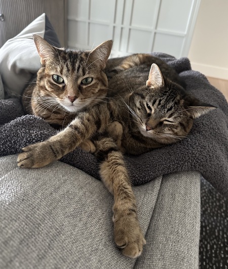 Entry image for Peanut & Noel. Clicking this image will show a larger photo