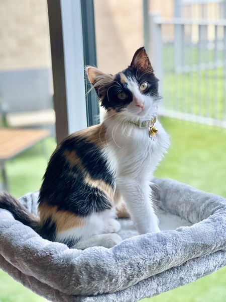 Entry image for Sprout. Clicking this image will show a larger photo