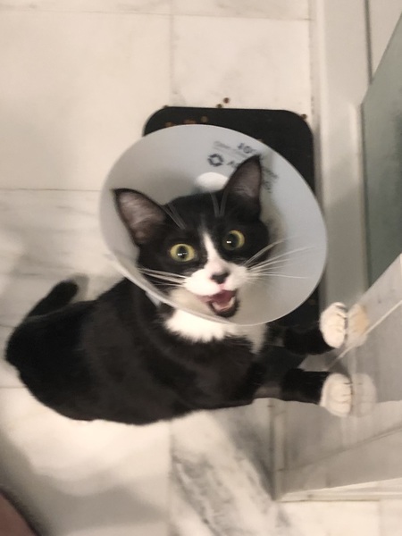 Entry image for Junie. Clicking this image will show a larger photo