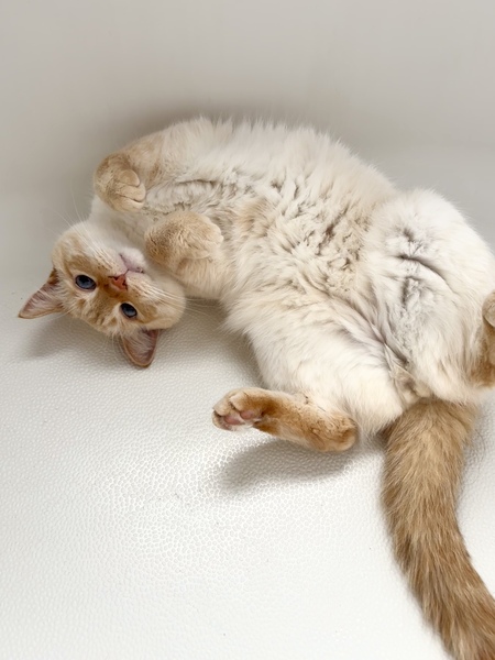 Entry image for Joey. Clicking this image will show a larger photo