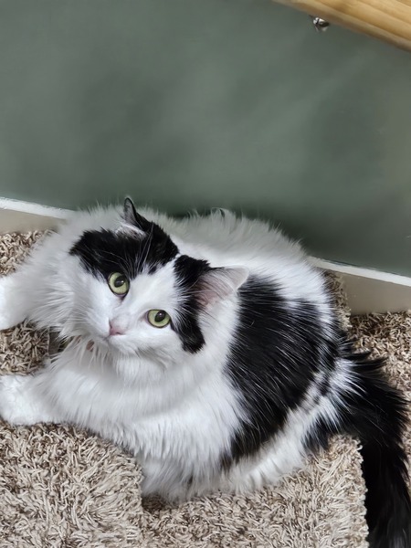 Entry image for Nikki. Clicking this image will show a larger photo