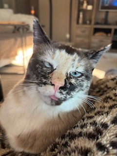 Entry image for Sunny. Clicking this image will show a larger photo