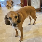 Entry image for Tucker, Hitch, Lucky, and Honey