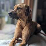 Entry image for Reginald Duckworth Hennypenny