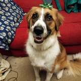 Entry image for Rory