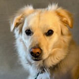 Entry image for Woody