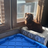 Entry image for Willow 