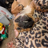 Entry image for Snips