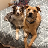 Entry image for Macy and Rosy! 