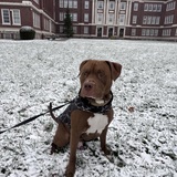 Entry image for Kobe