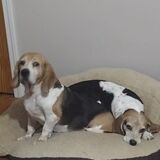 Entry image for Pebbles and Sage