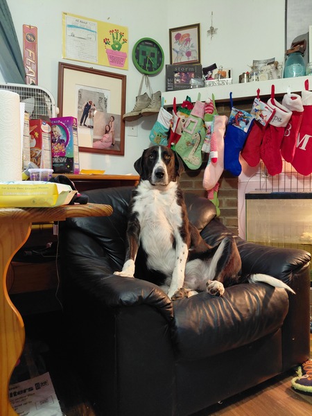 Entry image for ROCKY. Clicking this image will show a larger photo